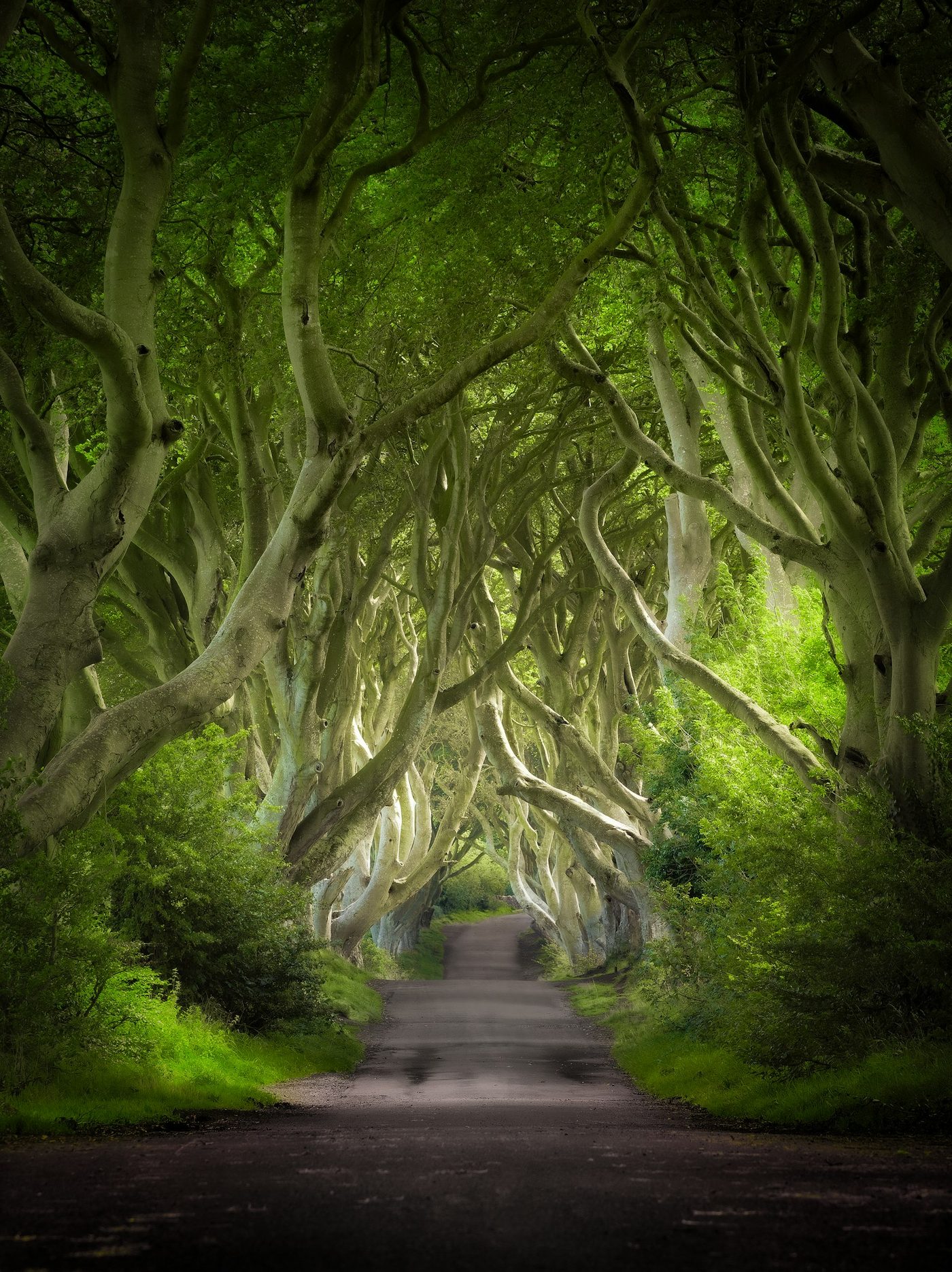 Dark Hedges tree-lined avenue in County Antrim